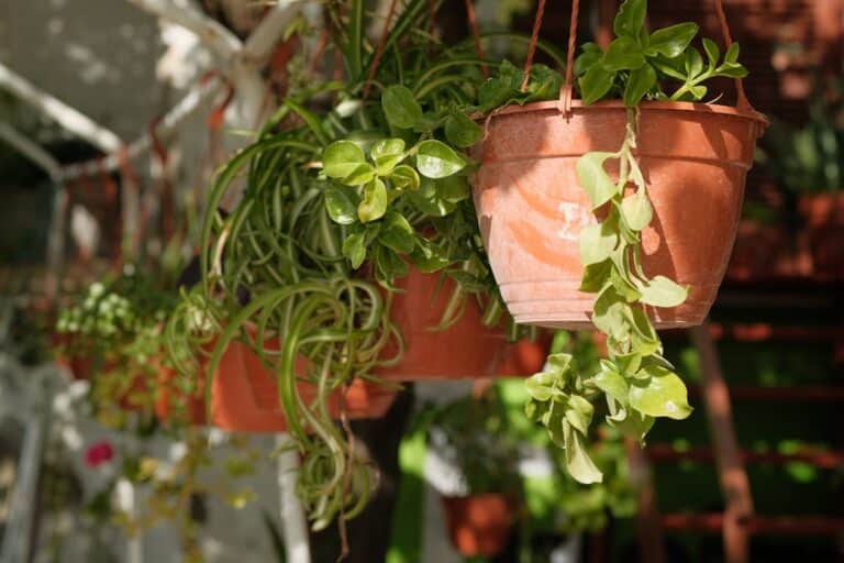 cheapest hanging plants