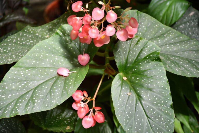 begonia care tips